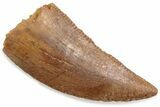 Serrated Raptor Tooth - Real Dinosaur Tooth #376414-1